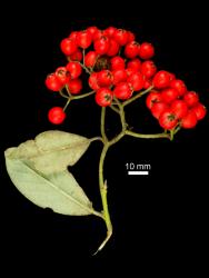 Cotoneaster coriaceus: Compound corymb of fruit.
 Image: D. Glenny © Landcare Research 2017 CC BY 3.0 NZ